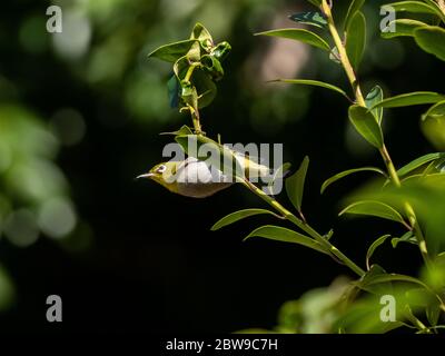 Un occhio bianco giapponese, chiamato anche occhio bianco o occhio bianco di montagna, Zosterops japonicus, si trova tra le nuove foglie verdi di primavera Foto Stock