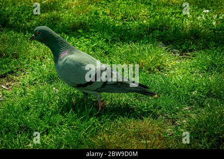 Bellissima colomba di roccia sull'erba nel parco Foto Stock