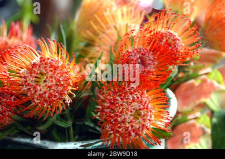 Un grande secchio di proteas arancione brillante sono pronti per la vendita al mercato agricolo di Hilo sulla grande isola delle Hawaii. Foto Stock