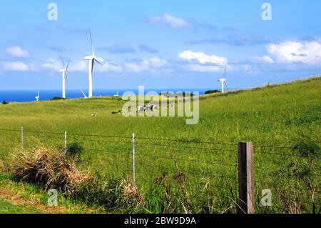 'Verde' si riferisce a più di solo il pascolo, sulla Big Island delle Hawaii. Le turbine eoliche generano nuova energia e catturano il vento commerciale Foto Stock