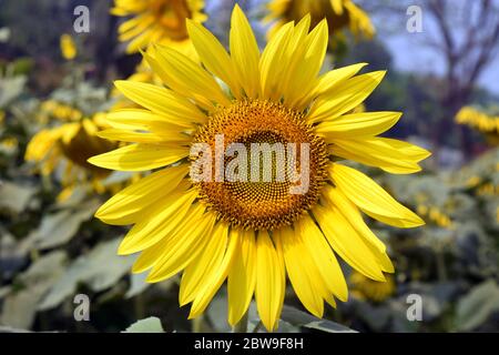 Bellissimo girasole giallo fiorito Foto Stock