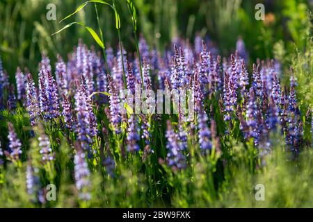 Cespugli di lavanda blu illuminati dal sole estivo serale nel Parco Zaryadye a Mosca. Macro di messa a fuoco selettiva con DOF poco profondo Foto Stock