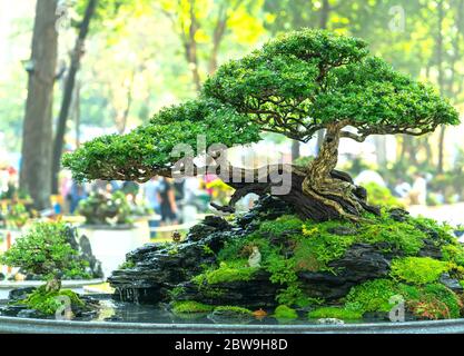 Bonsai e Penjing con la miniatura in un vassoio come dire nella vita umana deve essere forte aumento, la pazienza superare tutte le sfide per vivere bene e utile a. Foto Stock