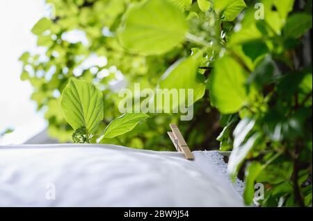 Tovaglie bianche che asciugano sulla linea di stendibiancheria a foglie verdi Foto Stock