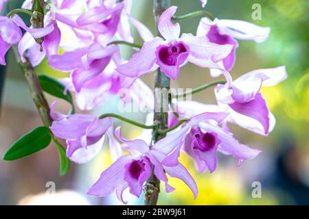 Dendrobium Anphyllum orchidee fiori fioriscono in primavera adornano la bellezza della natura, una rara orchidea selvaggia decorata in giardini tropicali Foto Stock