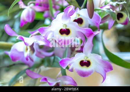 Dendrobium Anphyllum orchidee fiori fioriscono in primavera adornano la bellezza della natura, una rara orchidea selvaggia decorata in giardini tropicali Foto Stock