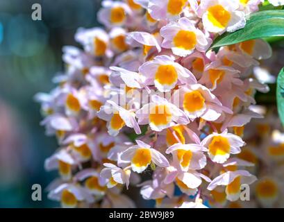 Dendrobium Anphyllum orchidee fiori fioriscono in primavera adornano la bellezza della natura, una rara orchidea selvaggia decorata in giardini tropicali Foto Stock