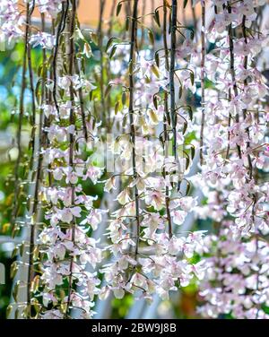 Dendrobium Anphyllum orchidee fiori fioriscono in primavera adornano la bellezza della natura, una rara orchidea selvaggia decorata in giardini tropicali Foto Stock