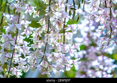 Dendrobium Anphyllum orchidee fiori fioriscono in primavera adornano la bellezza della natura, una rara orchidea selvaggia decorata in giardini tropicali Foto Stock