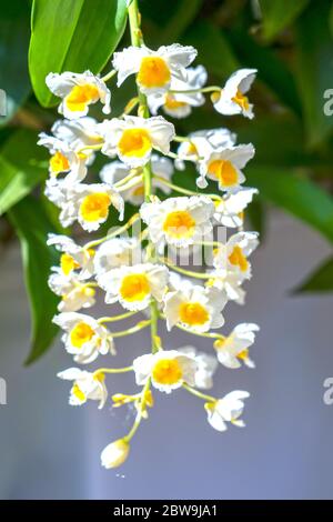 Dendrobium Anphyllum orchidee fiori fioriscono in primavera adornano la bellezza della natura, una rara orchidea selvaggia decorata in giardini tropicali Foto Stock