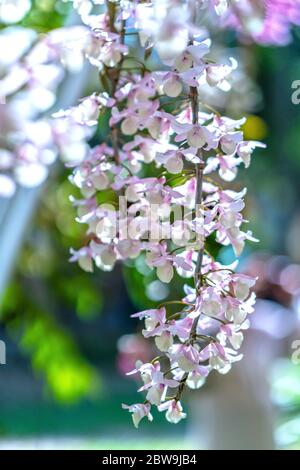 Dendrobium Anphyllum orchidee fiori fioriscono in primavera adornano la bellezza della natura, una rara orchidea selvaggia decorata in giardini tropicali Foto Stock