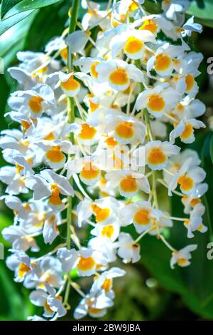 Dendrobium Anphyllum orchidee fiori fioriscono in primavera adornano la bellezza della natura, una rara orchidea selvaggia decorata in giardini tropicali Foto Stock