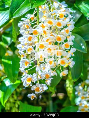 Dendrobium Anphyllum orchidee fiori fioriscono in primavera adornano la bellezza della natura, una rara orchidea selvaggia decorata in giardini tropicali Foto Stock