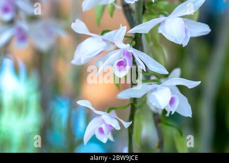 Dendrobium Anphyllum orchidee fiori fioriscono in primavera adornano la bellezza della natura, una rara orchidea selvaggia decorata in giardini tropicali Foto Stock