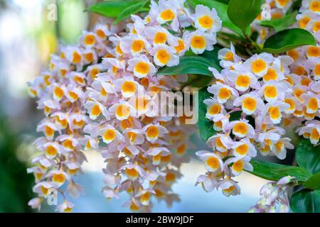 Dendrobium Anphyllum orchidee fiori fioriscono in primavera adornano la bellezza della natura, una rara orchidea selvaggia decorata in giardini tropicali Foto Stock