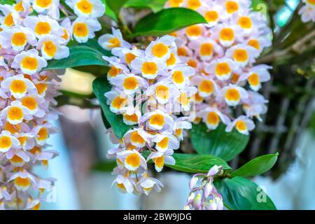 Dendrobium Anphyllum orchidee fiori fioriscono in primavera adornano la bellezza della natura, una rara orchidea selvaggia decorata in giardini tropicali Foto Stock