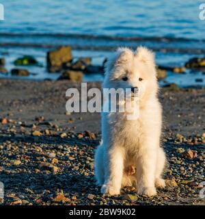 USA, California, San Francisco, Ritratto di cucciolo samoiato sulla spiaggia Foto Stock