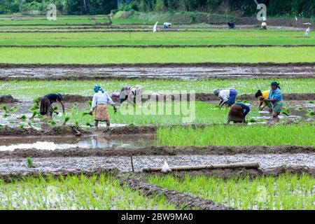 UDUNUWARA, SRI LANKA - 03 AGOSTO 2017 : le donne piantano piantine di riso a mano in un campo irrigato a Udunuwara, vicino Kandy nello Sri Lanka centrale. Foto Stock