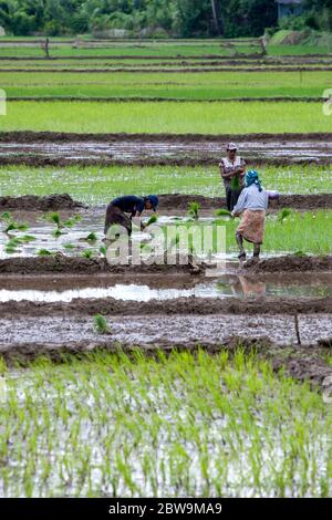 Donne pianta a mano pianta piantine di riso in un campo irrigato a Udunuwara, vicino Kandy nello Sri Lanka centrale. Foto Stock