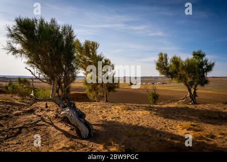 Tipico villaggio mongolo con gers nel deserto di Gobi, distretto di Bulgan della provincia di Omnogovi in Mongolia meridionale, Mongolia, Mongolia, Asia, Asiatico Foto Stock