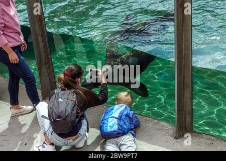 Persone, visitatori, osservare i leoni marini nello zoo di Praga, un buon evento per una gita di un giorno per famiglie con bambini animali dello zoo Foto Stock