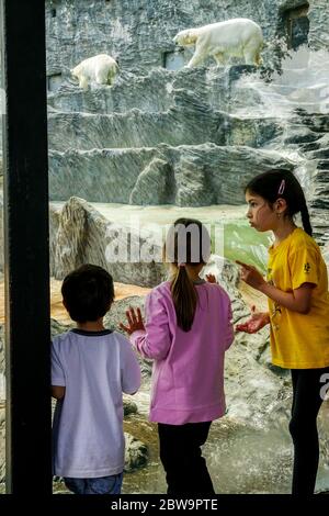 Persone, visitatori, bambini guardano gli orsi polari nello zoo di Praga, un buon evento per una gita di un giorno con la famiglia e i bambini Foto Stock