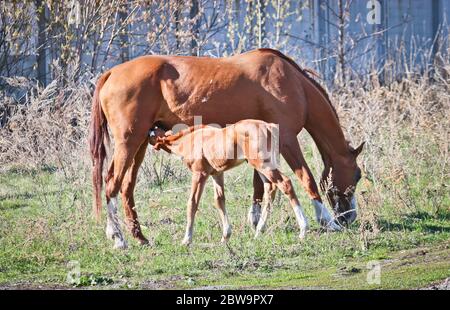 Il foal di castagno succhia una mammella materna. Primavera Foto Stock