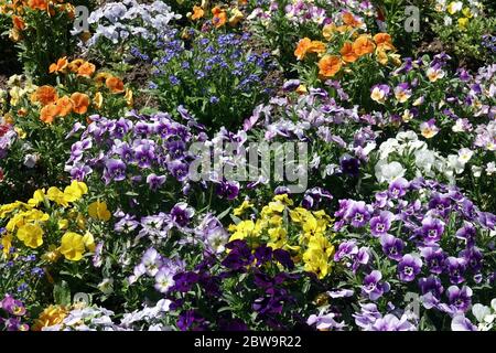 Pansies e violette, viole in giardino con letto di fiori, piante da letto Pansies da giardino viole colorate giardino in piante da letto primaverili Foto Stock