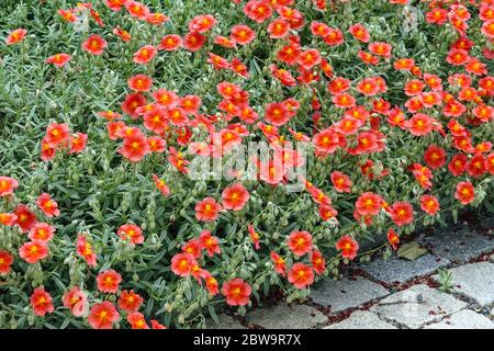 Roccia rosa rosso Helianthemum fuoco drago, rosa sole Foto Stock