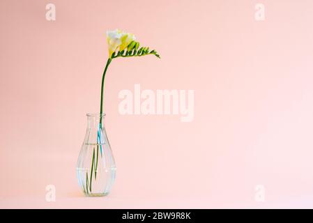 Testa singola di fiore bianco freesia in un piccolo vaso di vetro trasparente su sfondo rosa con luce naturale Foto Stock