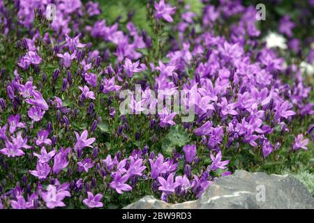 Dalmazia Bellflower Campanula portenschlagiana 'varietà di Resholdt' Foto Stock