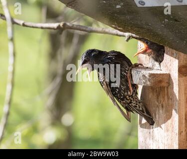 Lo Starling comune si siede su una casa degli uccelli e alimenta un pulcino, su uno sfondo sfocato, nella mattina soleggiata di primavera. Foto Stock