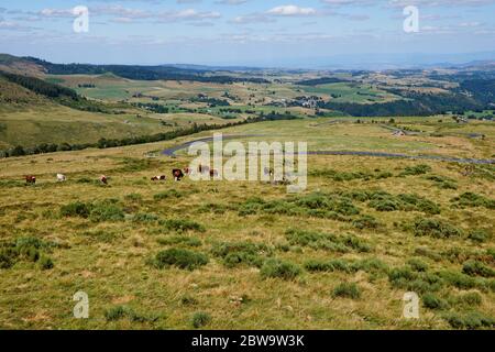 Mandria di vacche a Puy-de-Dôme, Francia centrale Foto Stock