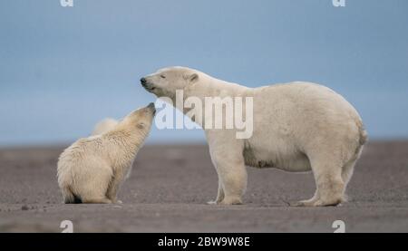 Una scena toccante di un cucciolo polare che bacia la sua mamma a Kaktovik, Alaska Foto Stock