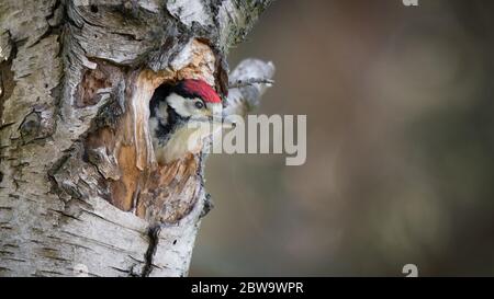 Un giovane picchio macchiato che guarda fuori dal nido. La sua testa se fuori dal foro in un albero di betulla d'argento Foto Stock