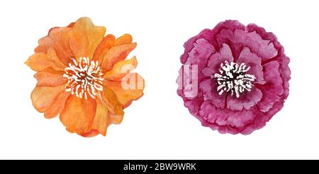 due fiori astratti dipinti a mano, illustrazione botanica isolata su bianco Foto Stock