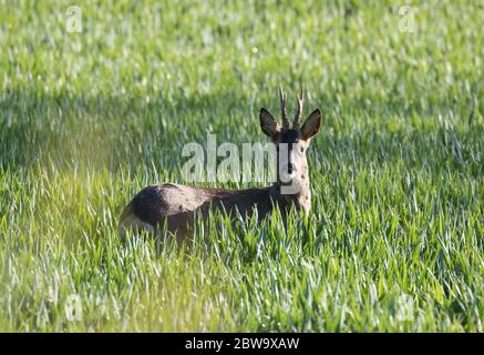 Roe buck in un campo a Ripley, North Yorkshire Foto Stock