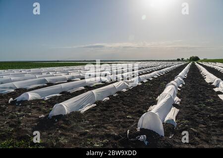 Campo agricolo di patata coperto di serre Foto Stock