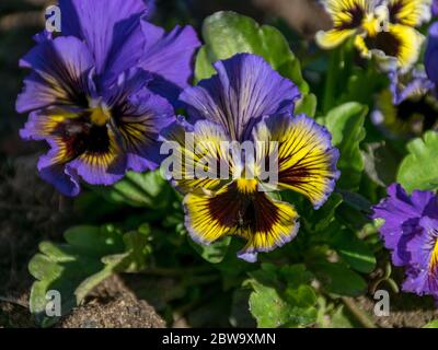 primo piano con il fiore di una bella vedova colorata Foto Stock