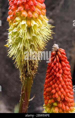 Kniphofia Red hot poker, Torch giglio Spike Foto Stock