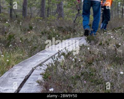 Boschetto foresta sfondo naturale. Vegetazione paludosa, passerelle in legno nella palude, vegetazione selvaggia, palude di Niedraju Pilkas, Lettonia Foto Stock