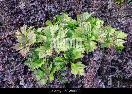 Rodgersia podophylla Leaves Rodgersia Growing in Dark Foliage Heuchera 'Obsidian' Heuchera Leaves Garden Scene Contrast Perennial Plants Bright Green Foto Stock