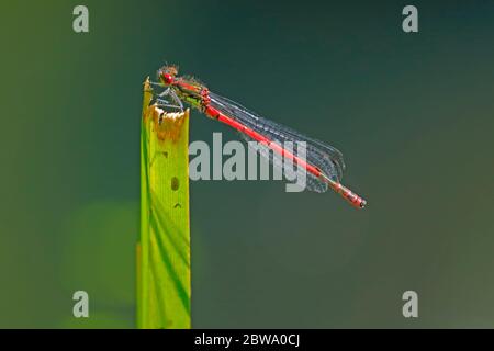 Grande mosca rossa appollaiata su canna in un laghetto giardino Foto Stock