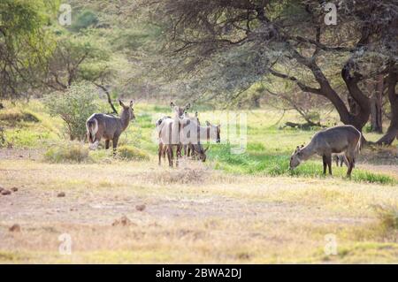 Gregge di anatre, kobus ellissiprymnus, pascolo nella Riserva Nazionale di Samburu. Kenya. Africa. Foto Stock