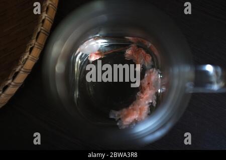 Primo piano fiore commestibile di ciliegia salato in vaso Foto Stock