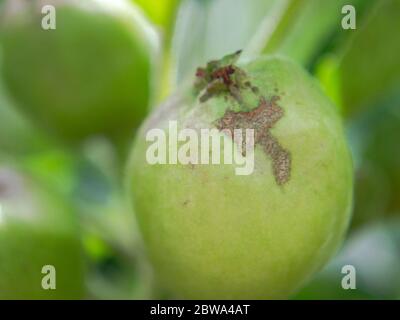 Frutta di mele infettata da malattia di scabda Venturia inaequalis Foto Stock