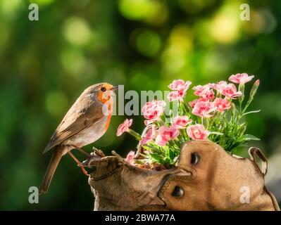 York, Inghilterra, 31 maggio 2020, UN Robin appollaiato su una vecchia piantatrice di stivali da camminata in pelle in un giardino a York, Credit: John Potter/Alamy Live News Foto Stock