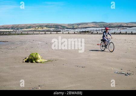 Locale,Donna,femmina,ciclismo,su,bicicletta,corsa,equitazione,prendendo,giornaliero,esercizio,su,vuota,spiaggia,passando,foresta sommersa,a,Borth,Ynyslas,Spiaggia,mid,West,Galles,at,mare,vacanza,resort,.Borth,is,a,pochi,miglia,nord,di,Aberystwyth,e,è,un 19,turismo,in,allowing,wan,was,was,was,was,was,was,was,was,was,was,was,was,was,was,was,was,was,was,was,was,was,was,was,was,was,was,was,was,was Foto Stock