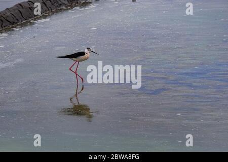 Un uccello di palafitte alato nero in lagune di saline ad Aveiro, Portogallo Foto Stock