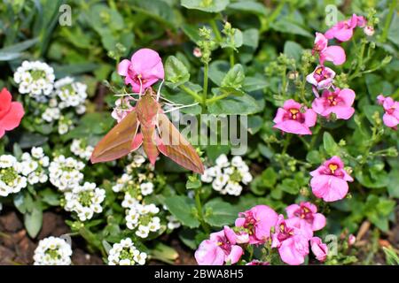 Elephant Hawk Moth è appena emerso da Chrysalis. Foto Stock